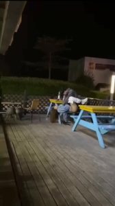 [MP4/ 284M] 猎奇：小情侣户外座椅上极品操逼，感情到位那里都是床 大胆做爱吧，骚年！