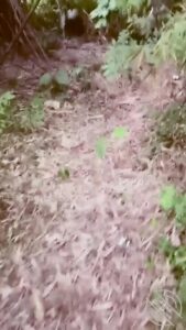 [MP4/ 143M] 原创老姐强拉我去水库边小树林里打野战，旁边就有人在好刺激啊！